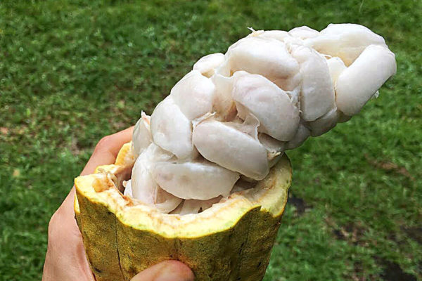 hand with cacao pod