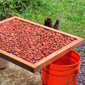 drying cacao beans with hen
