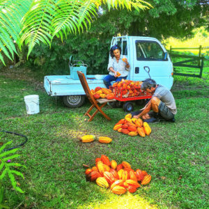 people cracking cacao pods with kei truck